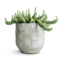 Crassula Marneriana Hottentot - Jade Necklace -Outlet The Ever Sprout Store Crassula marneriana Hottentot Jade Necklace 14x20cm Dave Plant Pot Cool Grey 17x17cm 73908b6c 2288 4369 9e0f 98ccd293a37b
