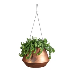Crassula Marneriana Hottentot - Jade Necklace -Outlet The Ever Sprout Store Crassula marneriana Hottentot Jade Necklace 14x20cm Soho Hanging Plant Pot Aged Copper 21x15cm bae9d37c 1abb 43f5 80f1 a6de5f336d89