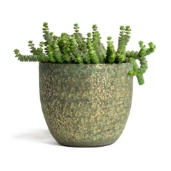 Crassula Marneriana Hottentot - Jade Necklace -Outlet The Ever Sprout Store Crassula marneriana Hottentot Jade Necklace 14x30cm Rinca Plant Pot Shiny Green 17x15cmV2