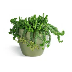Crassula Marneriana Hottentot - Jade Necklace -Outlet The Ever Sprout Store Crassula marneriana Hottentot Jade Necklace Sven Plant Pot Mint