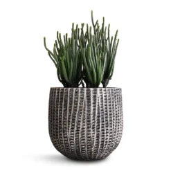 Crassula Muscosa - Watch Chain Plant 9 Crassula Muscosa - Watch Chain Plant -Outlet The Ever Sprout Store Crassula muscosa Watch Chain Plant 10.5x20cm Feico Plant Pot Metal Black 15x13cm