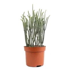 Crassula Muscosa - Watch Chain Plant 8 Crassula Muscosa - Watch Chain Plant -Outlet The Ever Sprout Store Crassula muscosa Watch Chain Plant