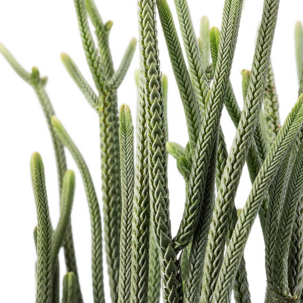 Crassula Muscosa - Watch Chain Plant 2 Crassula Muscosa - Watch Chain Plant - Image 2