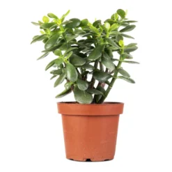 Crassula Ovata - Jade Plant 18 Crassula Ovata - Jade Plant -Outlet The Ever Sprout Store Crassula ovata Jade Plant 14x30cm