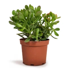 Crassula Ovata - Jade Plant 13 Crassula Ovata - Jade Plant -Outlet The Ever Sprout Store Crassula ovata Jade Plant 17x35cm