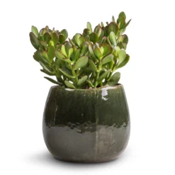 Crassula Ovata - Jade Plant 14 Crassula Ovata - Jade Plant -Outlet The Ever Sprout Store Crassula ovata Jade Plant 17x35cm Mischa Plant Pot Forest Green 24x22cm