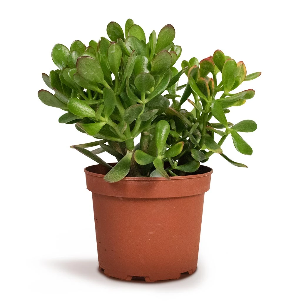 Crassula Ovata - Jade Plant 4 Crassula Ovata - Jade Plant - Image 4