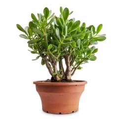 Crassula Ovata - Jade Plant 16 Crassula Ovata - Jade Plant -Outlet The Ever Sprout Store Crassula ovata Jade Plant 25x30cm 2