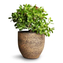 Crassula Ovata - Jade Plant 15 Crassula Ovata - Jade Plant -Outlet The Ever Sprout Store Crassula ovata Jade Plant 25x30cm Cas Plant Pot Sahara 29x26cm
