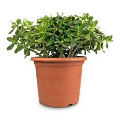 Crassula Ovata - Jade Plant 17 Crassula Ovata - Jade Plant -Outlet The Ever Sprout Store Crassula ovata Jade Plant 30x50cm 2 5acb63f4 df34 4de0 ade7 02c17b2f3dfc