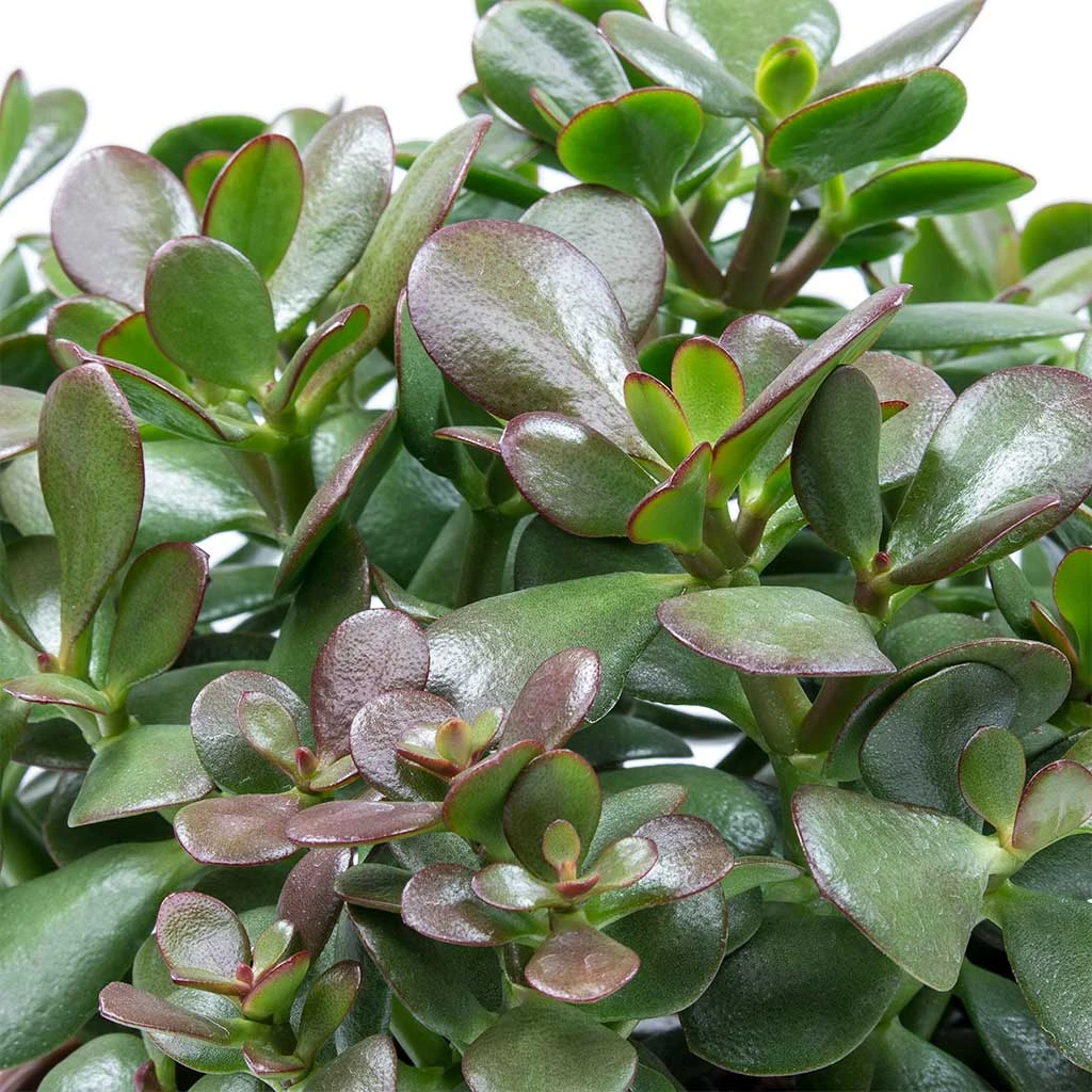 Crassula Ovata - Jade Plant 2 Crassula Ovata - Jade Plant - Image 2