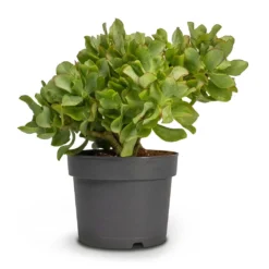 Crassula Ovata Undulata - Curly Jade Plant 14 Crassula Ovata Undulata - Curly Jade Plant -Outlet The Ever Sprout Store Crassula ovata Undulata Curly Jade Houseplant 17x25cm