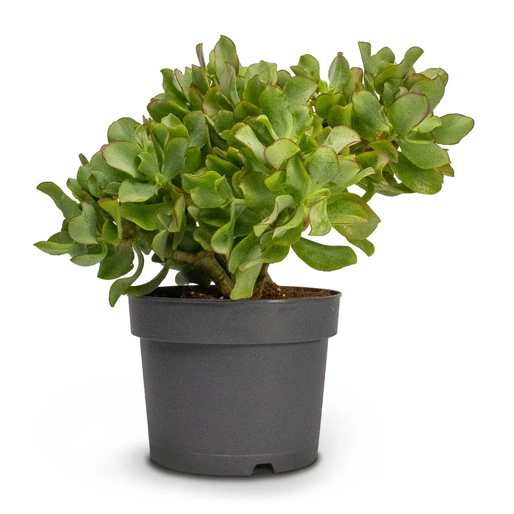 Crassula Ovata Undulata - Curly Jade Plant 5 Crassula Ovata Undulata - Curly Jade Plant - Image 5