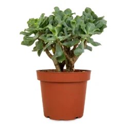 Crassula Ovata Undulata - Curly Jade Plant 12 Crassula Ovata Undulata - Curly Jade Plant -Outlet The Ever Sprout Store Crassula ovata Undulata Curly Jade Plant 14cm 2