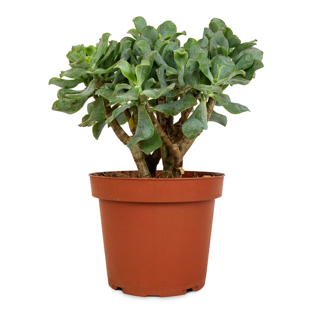 Crassula Ovata Undulata - Curly Jade Plant 3 Crassula Ovata Undulata - Curly Jade Plant - Image 3