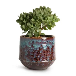 Crassula Ovata Undulata - Curly Jade Plant 16 Crassula Ovata Undulata - Curly Jade Plant -Outlet The Ever Sprout Store Crassula ovata Undulata Curly Jade Plant 17x25cm Noud Plant Pot Marrakesh 26x22cm 25125ee1 1075 460e b6e9 2325675ab9df