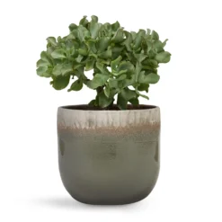 Crassula Ovata Undulata - Curly Jade Plant 15 Crassula Ovata Undulata - Curly Jade Plant -Outlet The Ever Sprout Store Crassula ovata Undulata Curly Jade Plant 17x25cm Tarra Plant Pot Forest 23x20cm d7d47608 b3fe 455a a11b 8619bedfe272