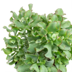 Crassula Ovata Undulata - Curly Jade Plant 13 Crassula Ovata Undulata - Curly Jade Plant -Outlet The Ever Sprout Store Crassula ovata Undulata Curly Jade Plant Leaves