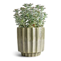 Crassula Perforata - String Of Buttons -Outlet The Ever Sprout Store Crassula perforata String Of Buttons 10.5x20cm Lugano Scalloped Plant Pot Green 13x13cm
