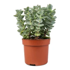 Crassula Perforata - String Of Buttons -Outlet The Ever Sprout Store Crassula perforata String Of Buttons