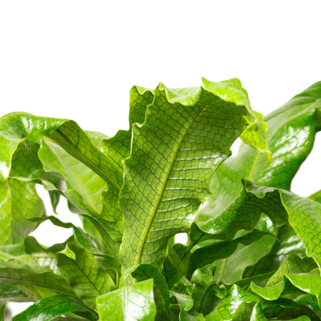 Microsorum Musifolium Crocodyllus - Crocodile Fern 2 Microsorum Musifolium Crocodyllus - Crocodile Fern - Image 2