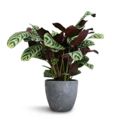 Ctenanthe Burle Marxii Amabilis - Never Never Plant