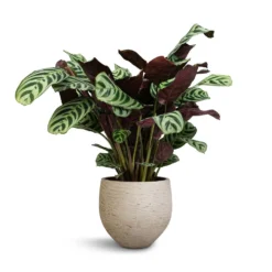 Ctenanthe Burle Marxii Amabilis - Never Never Plant -Outlet The Ever Sprout Store Ctenanthe Burle Marxii Armargis Never Never Plant 14x30cm Mini Orb Kevan Plant Pot Grey Washed