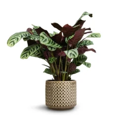 Ctenanthe Burle Marxii Amabilis - Never Never Plant -Outlet The Ever Sprout Store Ctenanthe Burle Marxii Armargis Never Never Plant 14x30cm Thies Plant Pot Olive Green