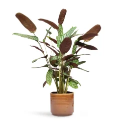 Ctenanthe Compact Star - Never Never Plant -Outlet The Ever Sprout Store Ctenanthe Compact Star Never Never Plant 17x70cm Jordy Plant Pot Caramel 20x18cm