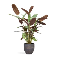 Ctenanthe Compact Star - Never Never Plant -Outlet The Ever Sprout Store Ctenanthe Compact Star Never Never Plant 17x70cm Rinca Plant Pot Shiny Black 21 x 19cm