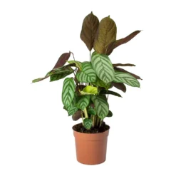 Ctenanthe Compact Star - Never Never Plant -Outlet The Ever Sprout Store Ctenanthe Compact Star Never Never Plant