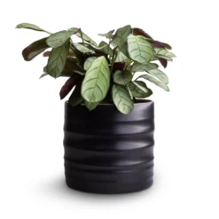 Ctenanthe Burle Marxii Amagris - Never Never Plant -Outlet The Ever Sprout Store Ctenanthe burle marxii Amagris Never Never Plant 12x30cm Hadleigh Plant Pot Charcoal 14x13cm
