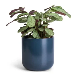 Ctenanthe Burle Marxii Amagris - Never Never Plant -Outlet The Ever Sprout Store Ctenanthe burle marxii Amagris Never Never Plant 12x30cm Lisbon Plant Pot Navy 15x15cm