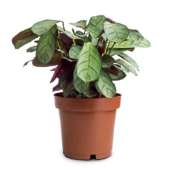 Ctenanthe Burle Marxii Amagris - Never Never Plant -Outlet The Ever Sprout Store Ctenanthe burle marxii Amagris Never Never Plant 12x30cm 85b77995 4b7a 4860 a035 3ce98aeade22