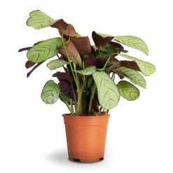 Ctenanthe Burle Marxii Amagris - Never Never Plant -Outlet The Ever Sprout Store Ctenanthe burle marxii Amagris Never Never Plant 14x30cm