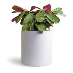 Ctenanthe Burle Marxii Amagris - Never Never Plant -Outlet The Ever Sprout Store Ctenanthe burle marxii Amagris Never Never Plant 14x30cm Puk Planter Matt White 20x20cm
