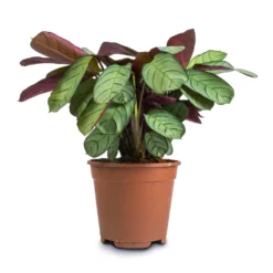 Ctenanthe Burle Marxii Amagris - Never Never Plant -Outlet The Ever Sprout Store Ctenanthe burle marxii Amagris Never Never Plant 14x30cm2 38dd4a47 1ba6 4b9e bf05 a8694421b9c8