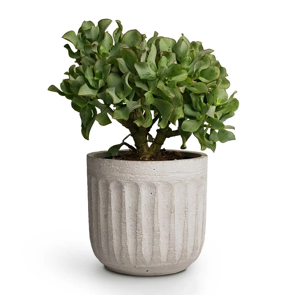 Crassula Ovata Undulata - Curly Jade Plant 1 Crassula Ovata Undulata - Curly Jade Plant