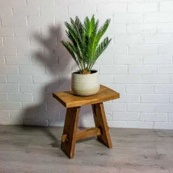 Cycas Revoluta - Sago Palm 25 Cycas Revoluta - Sago Palm -Outlet The Ever Sprout Store Cyca srevoluta Sago Palm iris sand plant pot