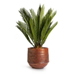 Cycas Revoluta - Sago Palm 18 Cycas Revoluta - Sago Palm -Outlet The Ever Sprout Store Cycas revoluta Sago Palm 14x50cm Noud Plant Pot Copper 20x17cm