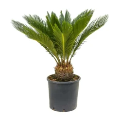Cycas Revoluta - Sago Palm 26 Cycas Revoluta - Sago Palm -Outlet The Ever Sprout Store Cycas revoluta Sago Palm 26x80 10 Stems