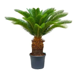 Cycas Revoluta - Sago Palm 28 Cycas Revoluta - Sago Palm -Outlet The Ever Sprout Store Cycas revoluta Sago Palm 31x110 30 Stems