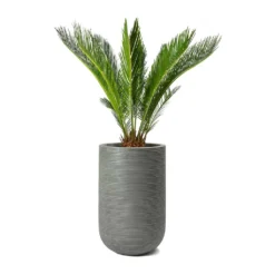 Cycas Revoluta - Sago Palm 22 Cycas Revoluta - Sago Palm -Outlet The Ever Sprout Store Cycas revoluta Sago Palm Cody Plant Vase Ridged Cement