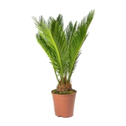 Cycas Revoluta - Sago Palm 24 Cycas Revoluta - Sago Palm -Outlet The Ever Sprout Store Cycas revoluta Sago Palm Small
