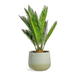 Cycas Revoluta - Sago Palm 19 Cycas Revoluta - Sago Palm -Outlet The Ever Sprout Store Cycas revoluta Sago Palm iris sand plant pot 41926479 aa74 40f2 a354 36eb2ef4974d