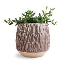 Arles Leaf Plant Pot - Mocha -Outlet The Ever Sprout Store Delosperma echinatum Pickle Plant 12x20cm Arles Leaf Plant Pot Mocha 17x17cm ea600853 148c 4596 9421 cb6c78a23702
