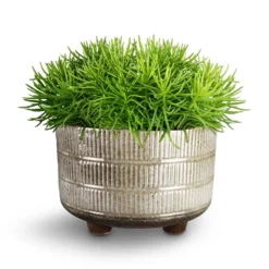 Denise Plant Bowl - Fossil -Outlet The Ever Sprout Store Denise Plant Bowl Fossil Senecio 5d6350e8 206a 427c b87e 81f195ac2322