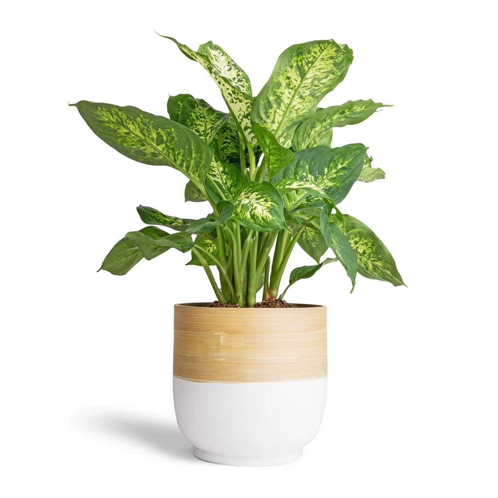 Dieffenbachia Compacta - Dumb Cane 1 Dieffenbachia Compacta - Dumb Cane