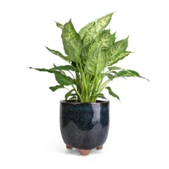 Dieffenbachia Compacta - Dumb Cane 12 Dieffenbachia Compacta - Dumb Cane -Outlet The Ever Sprout Store Dieffenbachia Compacta Dumb Cane 17x60cm Kaat Plant Pot Petrol 20x20cm