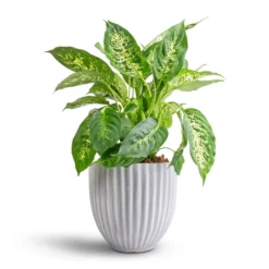 Lagos Plant Pot - Cement 13 Lagos Plant Pot - Cement -Outlet The Ever Sprout Store Dieffenbachia Compacta Dumb Cane 17x60cm Lagos Plant Pot Cement 20x20cm 60d9887c 8952 48bc a72c ffee46e46d3a